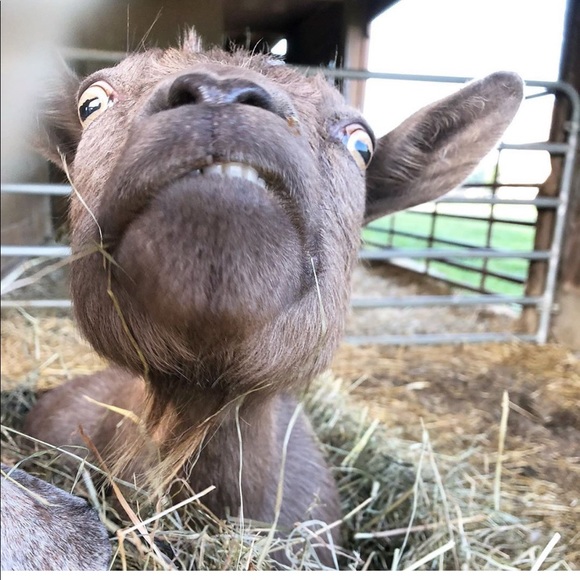 Meet your Posher, Laura - Picture 1 of 1